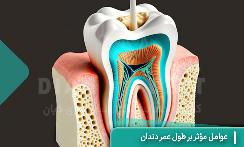 عوامل مؤثر بر طول عمر دندان